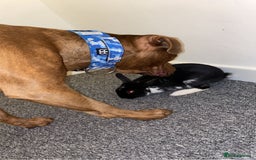 Mixed Breed dogs for sale: Boss  - Image 9