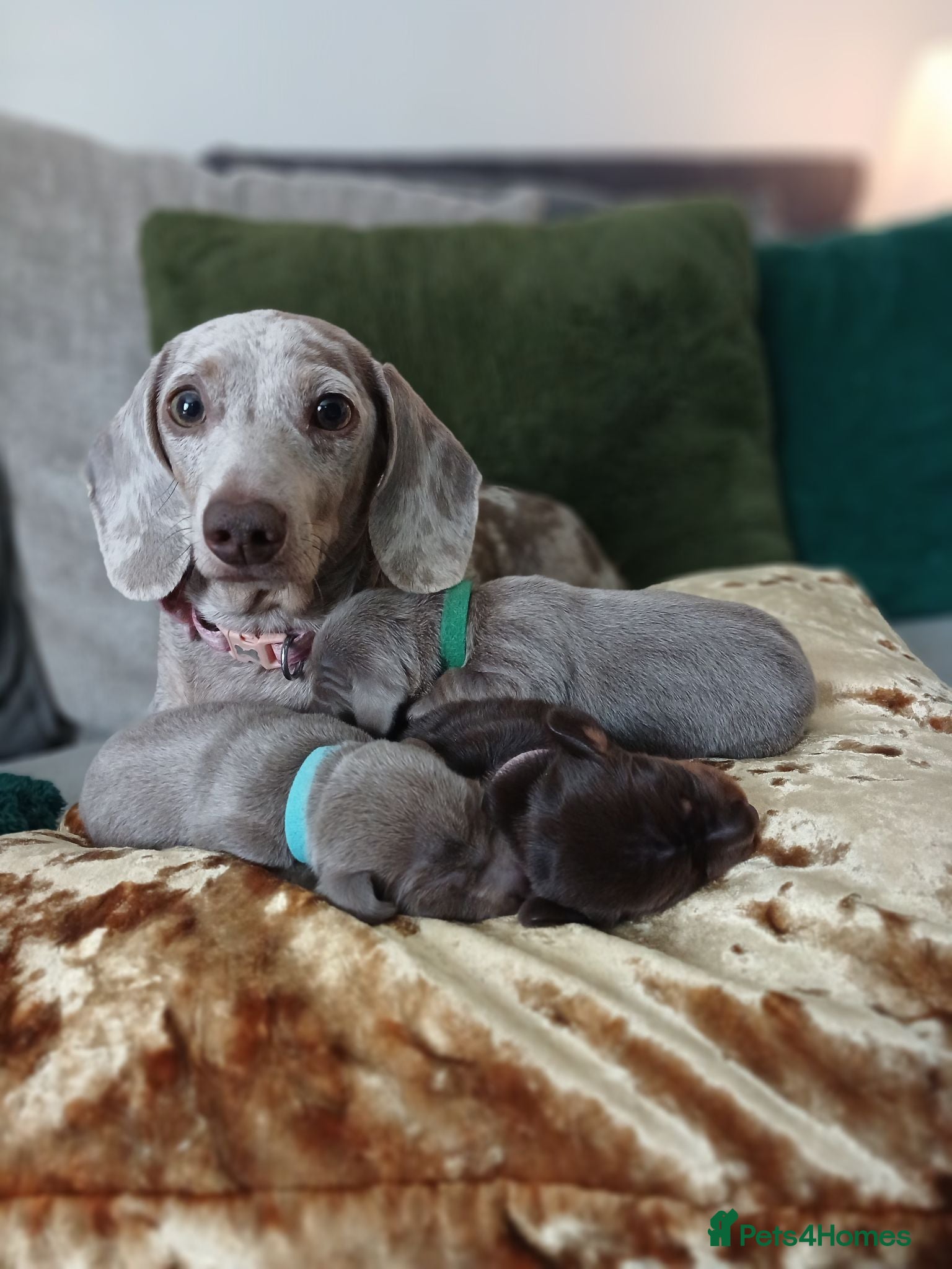 Miniature Dachshund dogs Miniature Dachshund puppies 🐶  - Advert 9