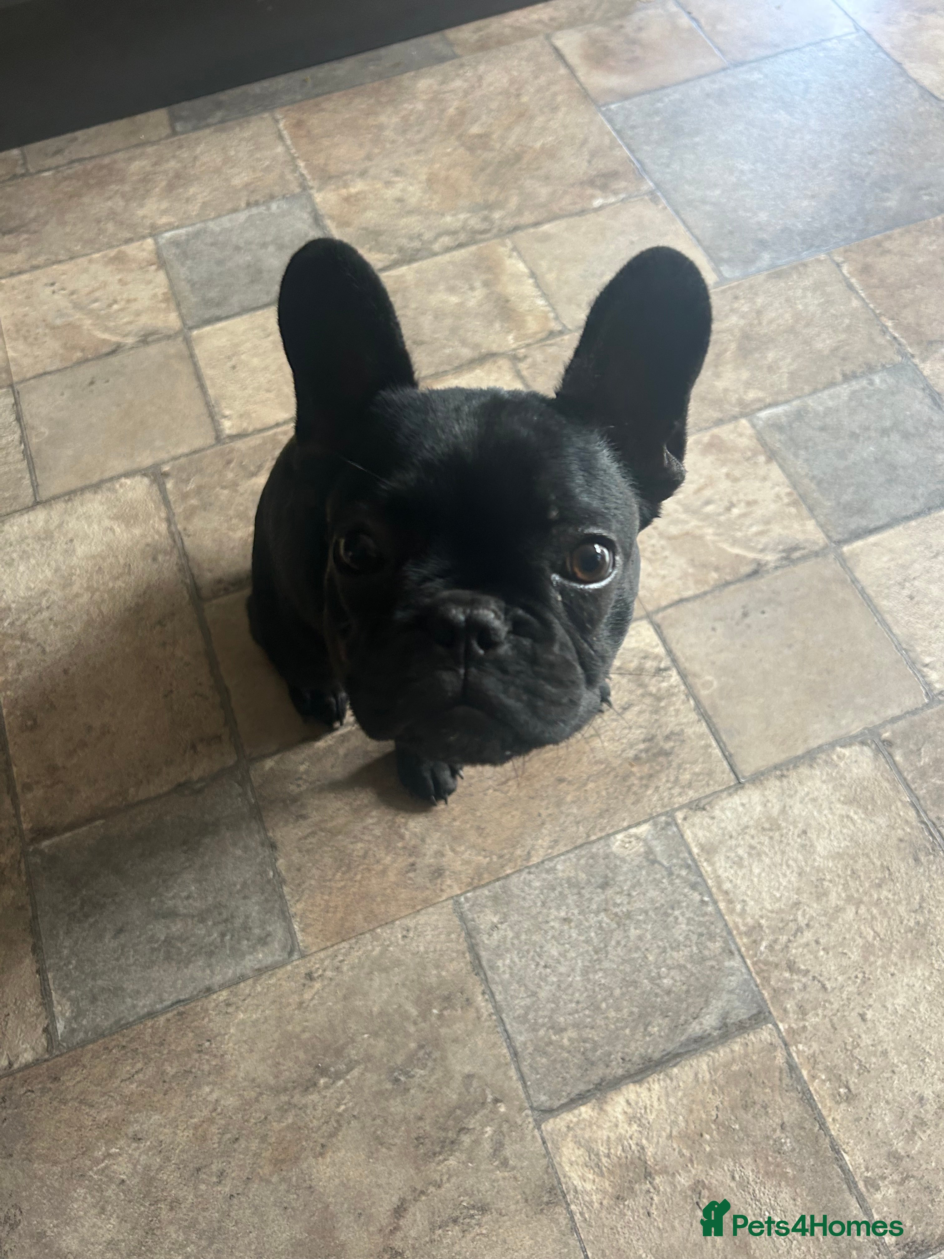 French Bulldog dogs French bull dog - Advert 4