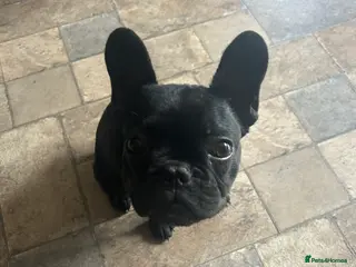 French Bulldog dogs French bull dog - Advert 2