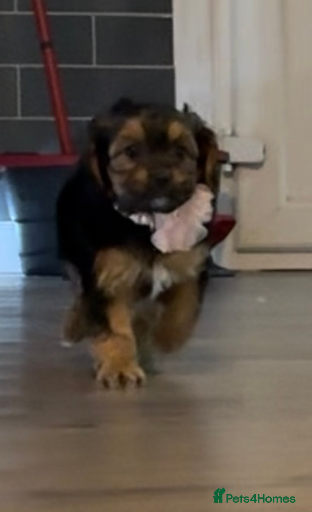 Mixed Breed dogs for sale: Shihtzu cross cocapoo (shihpoo) puppies  - Advert 21