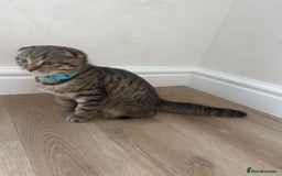 Scottish Fold cats for sale: We have a lovely Scottish Fold boy   - Image 5