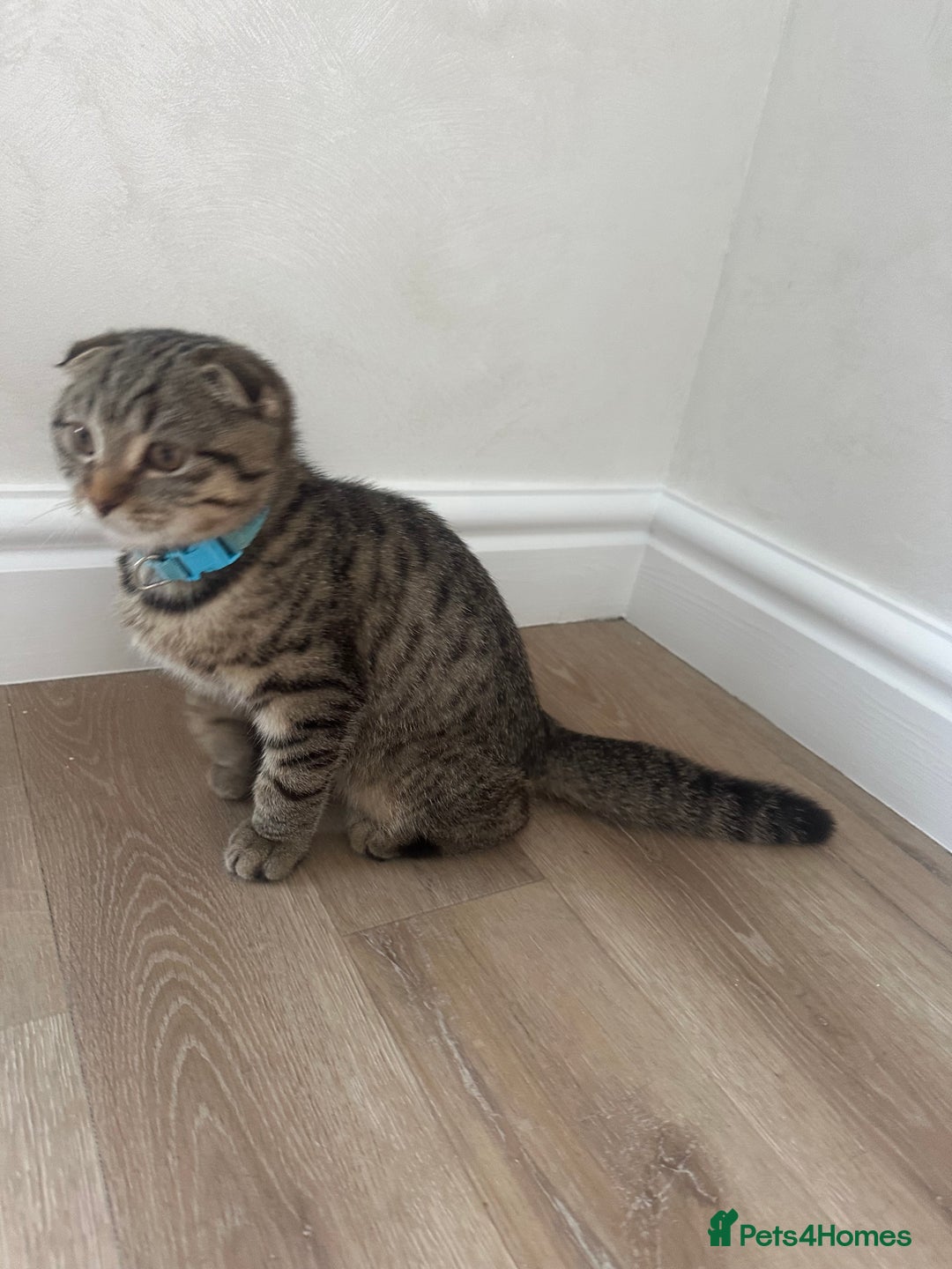 Scottish Fold cats for sale: We have a lovely Scottish Fold boy   - Image 5