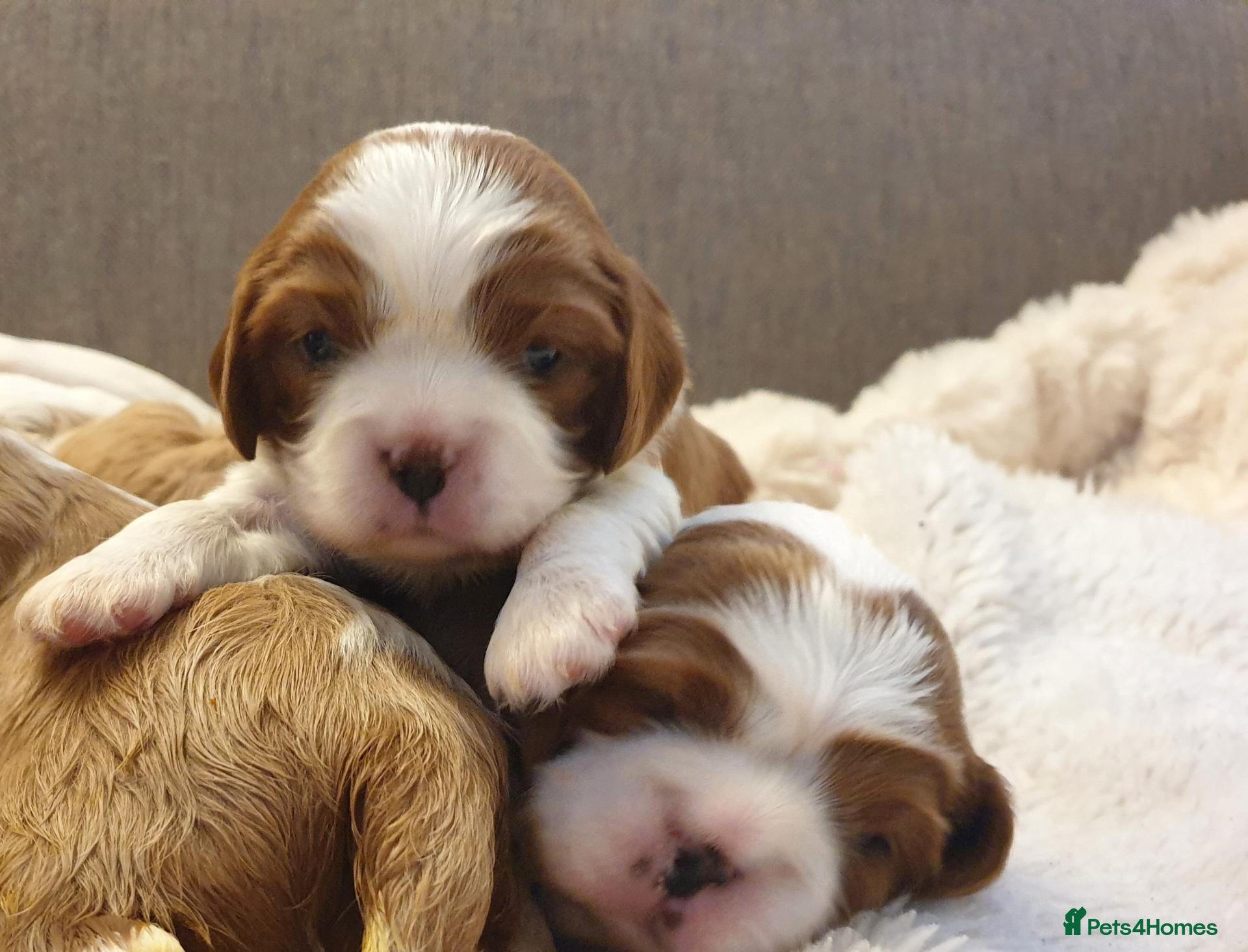 Cavalier King Charles Spaniel dogs K.C. reg. Cavalier King Charles Spanel - Advert 2