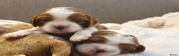 Cavalier King Charles Spaniel dogs for sale: K.C. reg. Cavalier King Charles Spanel - Advert 2