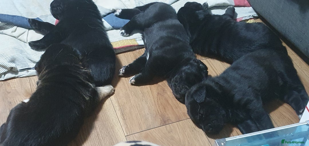 Mixed Breed dogs for sale: 3 beautiful bitches - Image 12