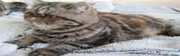 Exotic cats for sale: Beautiful Exotic female kittens Ready Now - Advert 6