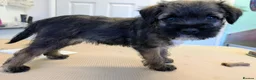 Border Terrier dogs for sale: Champion Bloodline KC Reg Border Terrier Pups  - Advert 2