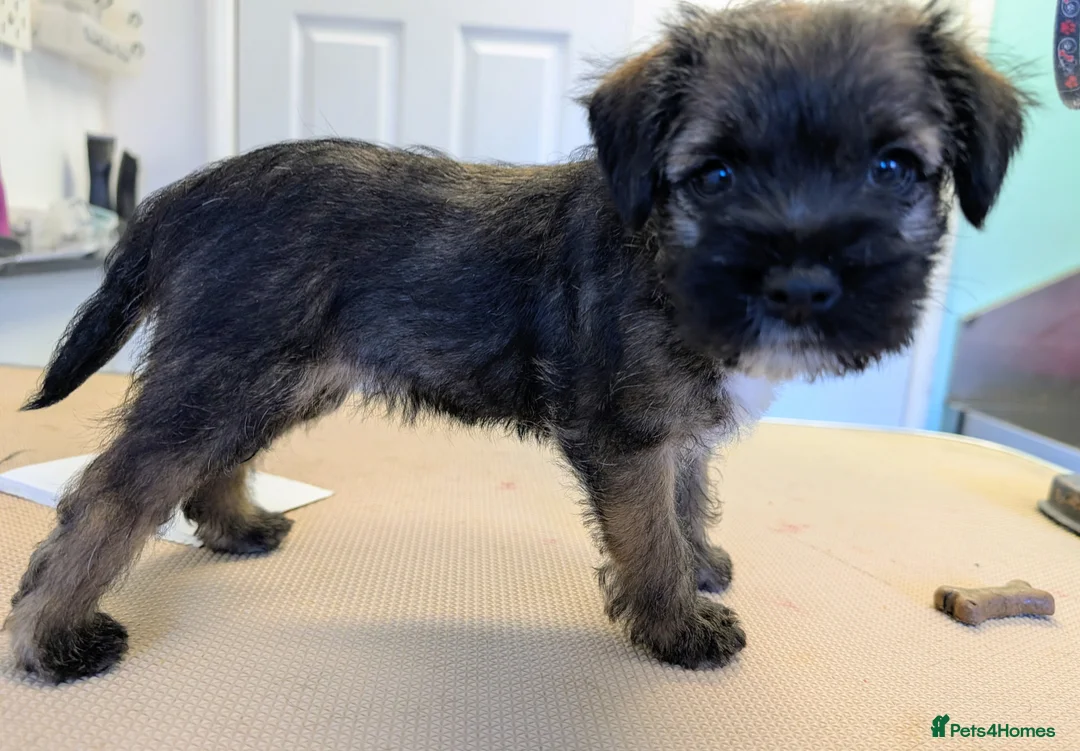 Border Terrier dogs for sale: Champion Bloodline KC Reg Border Terrier Pups  - Advert 2