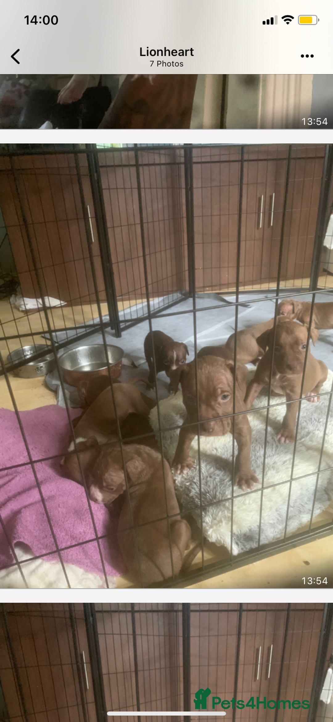 American Bulldog dogs for sale: American bulldog puppies - Image 3