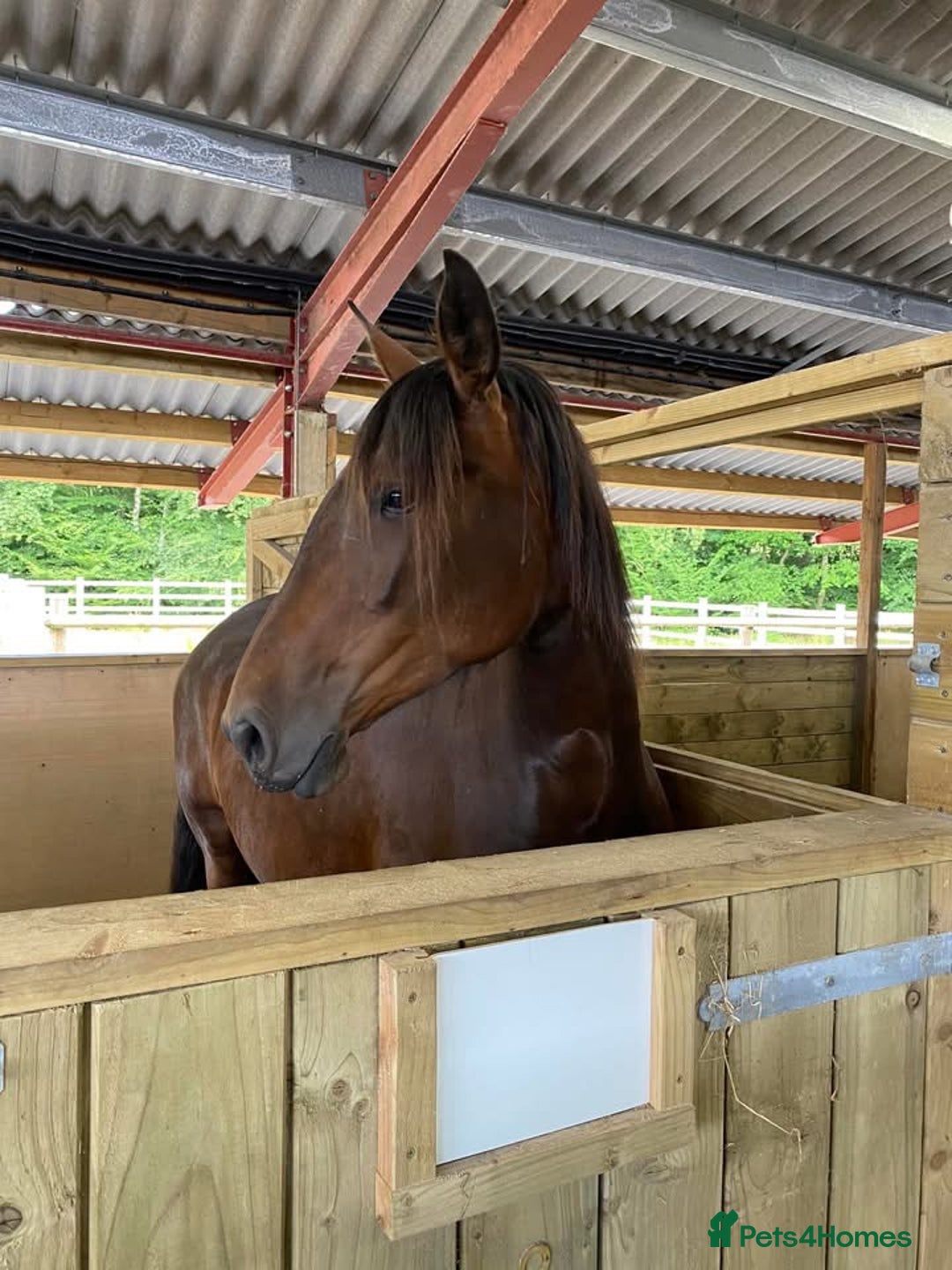 PRE horses for sale: Fully registered PRE mare with superb lineage - Advert 2