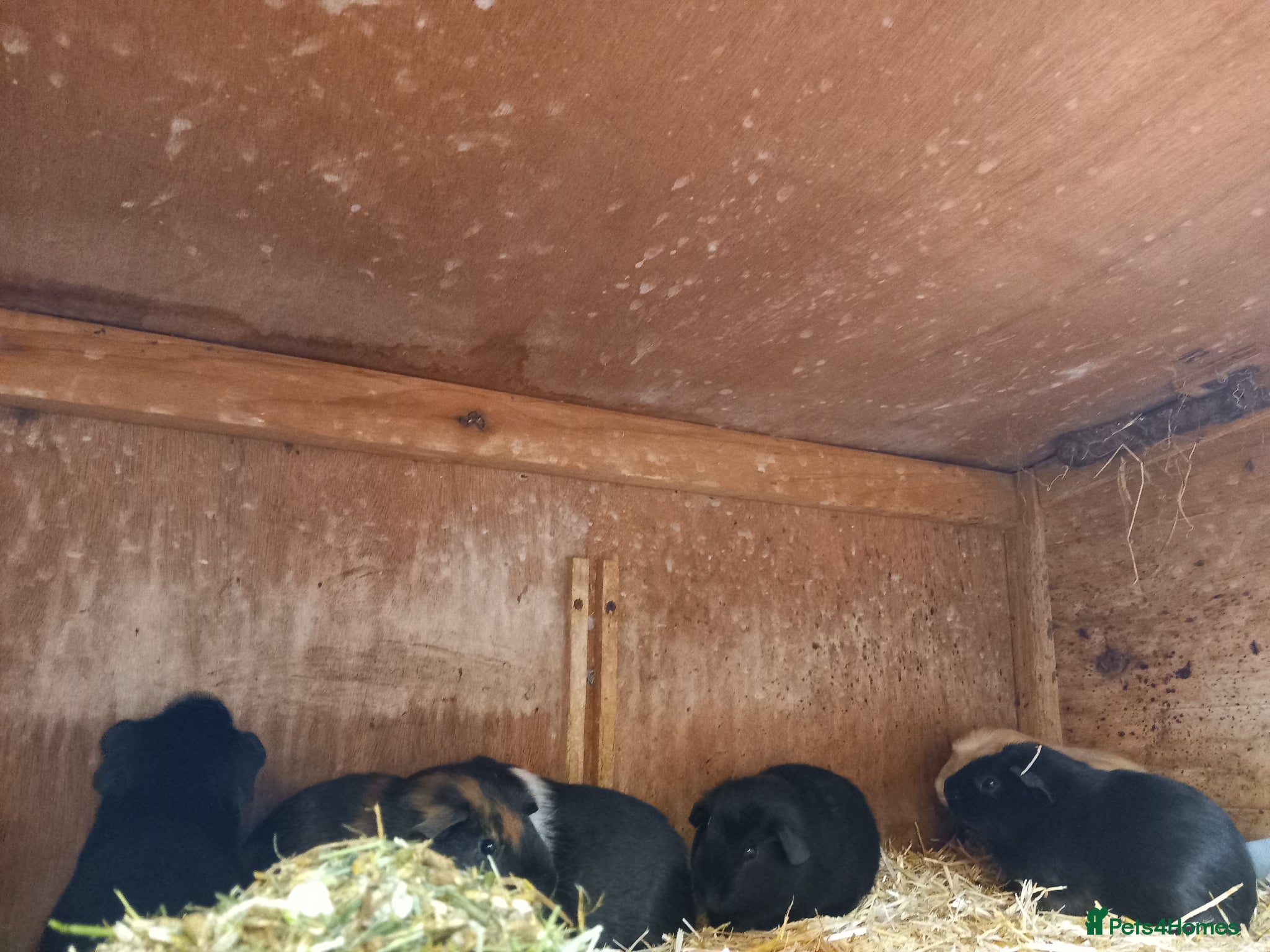 Guinea Pig rodents for sale: Baby guinea pigs for sale  - Advert 5