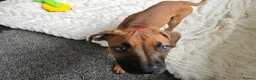 Mixed Breed dogs for sale: Ridgeback/American terrier/ english bulldog mix  in Coventry - Advert 19