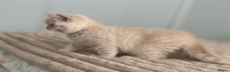 British Shorthair cats for sale: TICA CH Parents beautiful cream kitten male . - Advert 4