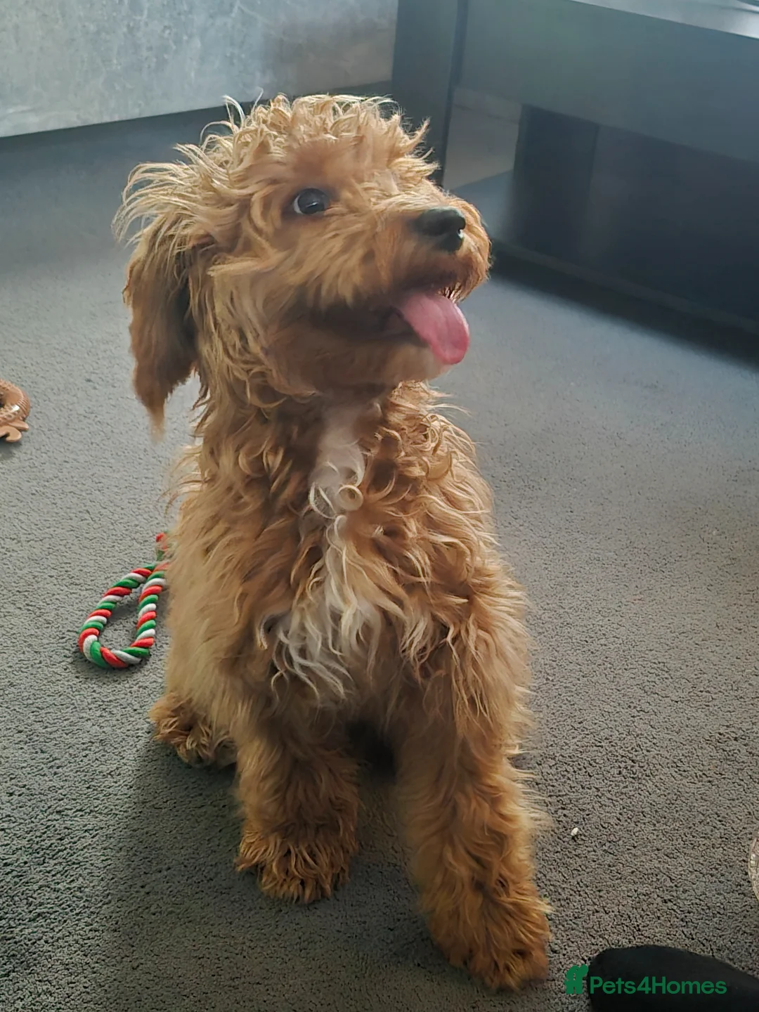 Cockapoo dogs for sale: 10 month old cockapoo girl  - Advert 2