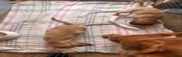 Cockapoo dogs for sale: Small Cockapoo puppies  - Advert 9