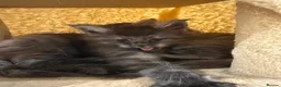 Maine Coon cats for sale: 2 Full Pedigree Maine Coon Kittens  - Advert 5