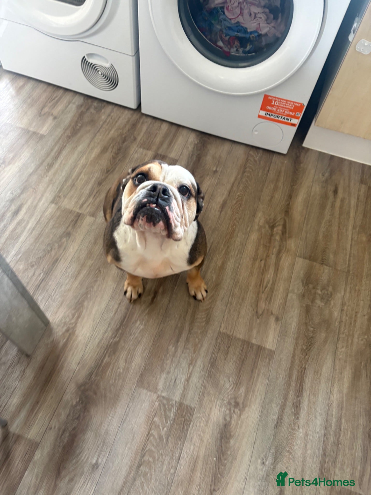 English Bulldog dogs Bulldog  - Advert 1