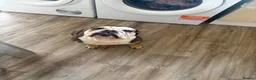 English Bulldog dogs for sale: Bulldog  in Doncaster - Advert 1