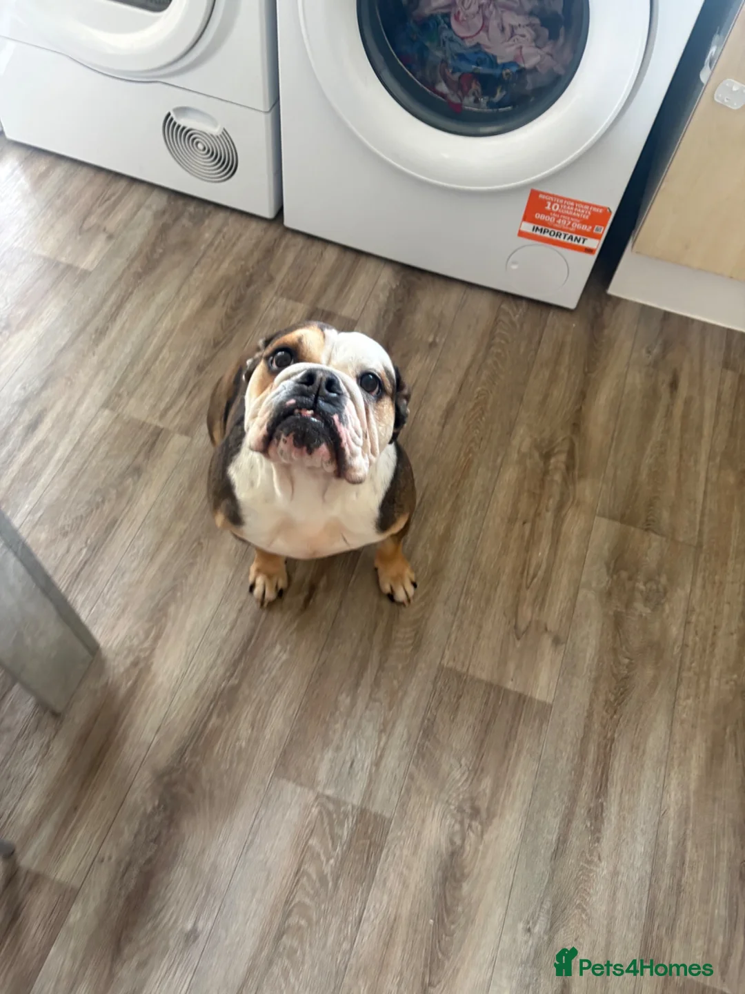 English Bulldog dogs for sale: Bulldog  in Doncaster - Advert 1