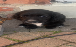 Cocker Spaniel dogs for sale: Cocker Spaniel puppies  - Image 4