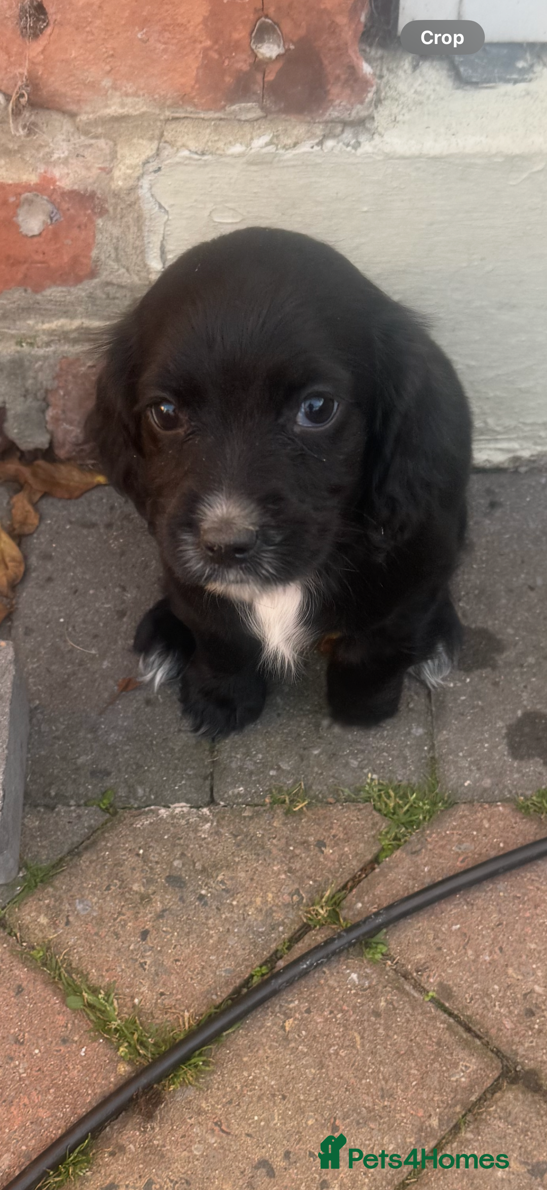 Cocker Spaniel dogs for sale: Cocker Spaniel puppies  - Image 4