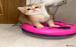 British Longhair cats for sale: We are selling 2 gorgeous british shorthairs - Image 6