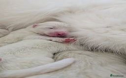 Samoyed dogs for sale: Top Quality KC Fully Health Tested Samoyed Puppies - Image 6