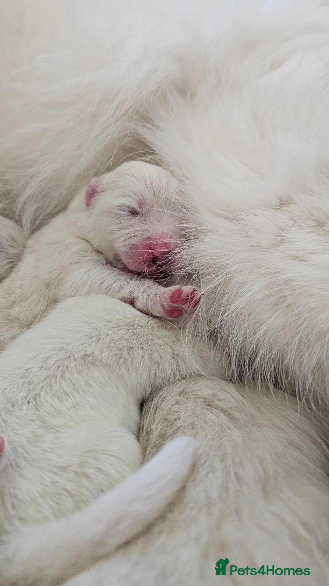 Samoyed dogs for sale: Top Quality KC Fully Health Tested Samoyed Puppies - Image 6