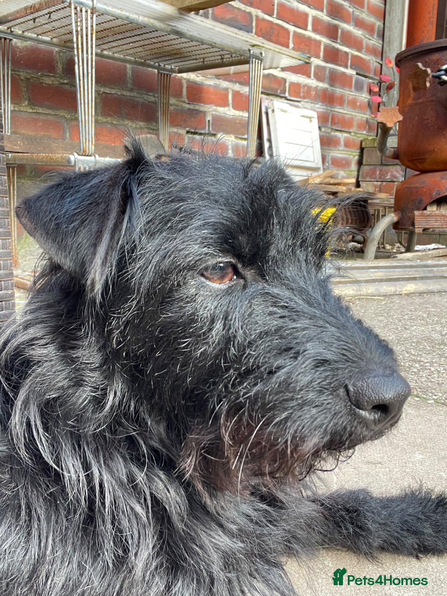 Patterdale Terrier dogs fell terrier  - Advert 1