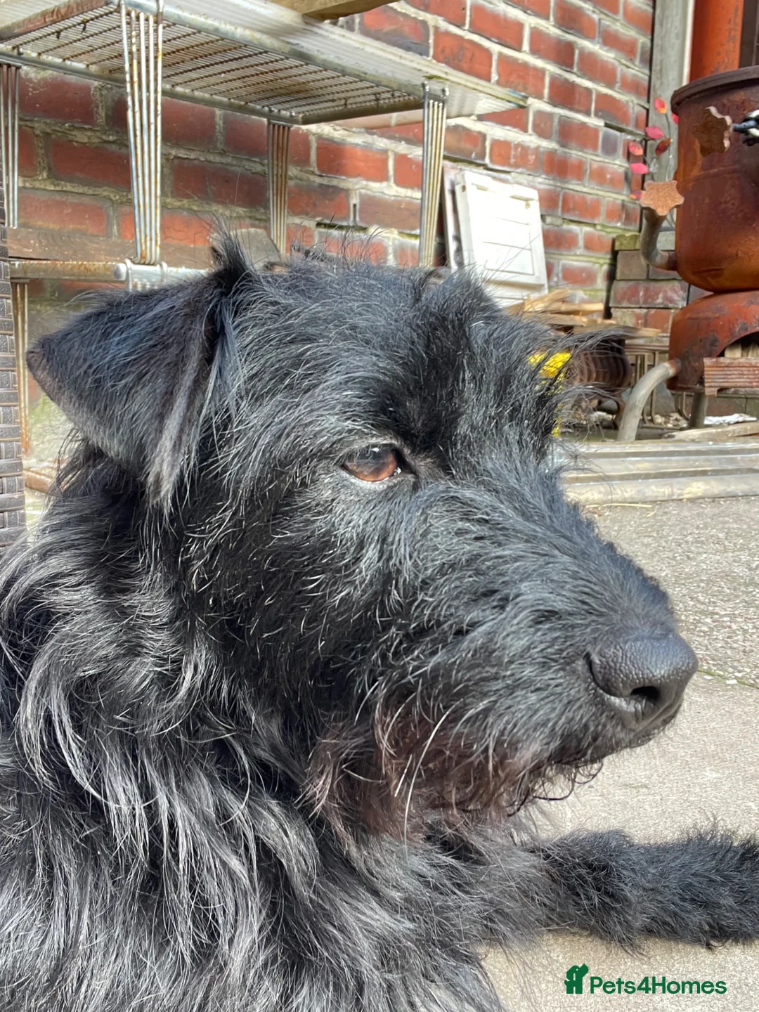 Patterdale Terrier dogs for sale: fell terrier  in Newcastle - Advert 1