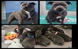 Staffordshire Bull Terrier dogs for sale: Staffordshire BullTerrier blue 💙  - Image 4