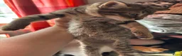 Mixed Breed cats for sale: 2 Gorgeous Kittens, 1 boy 1 Girl - Advert 4