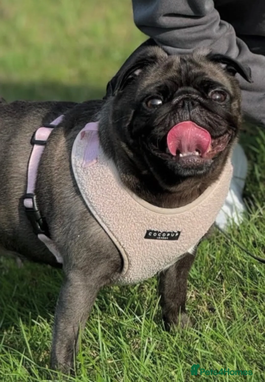 Pug dogs for sale: Female pug - Advert 2