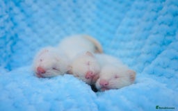 Ferret rodents for sale: Albino ferret kits  - Image 4