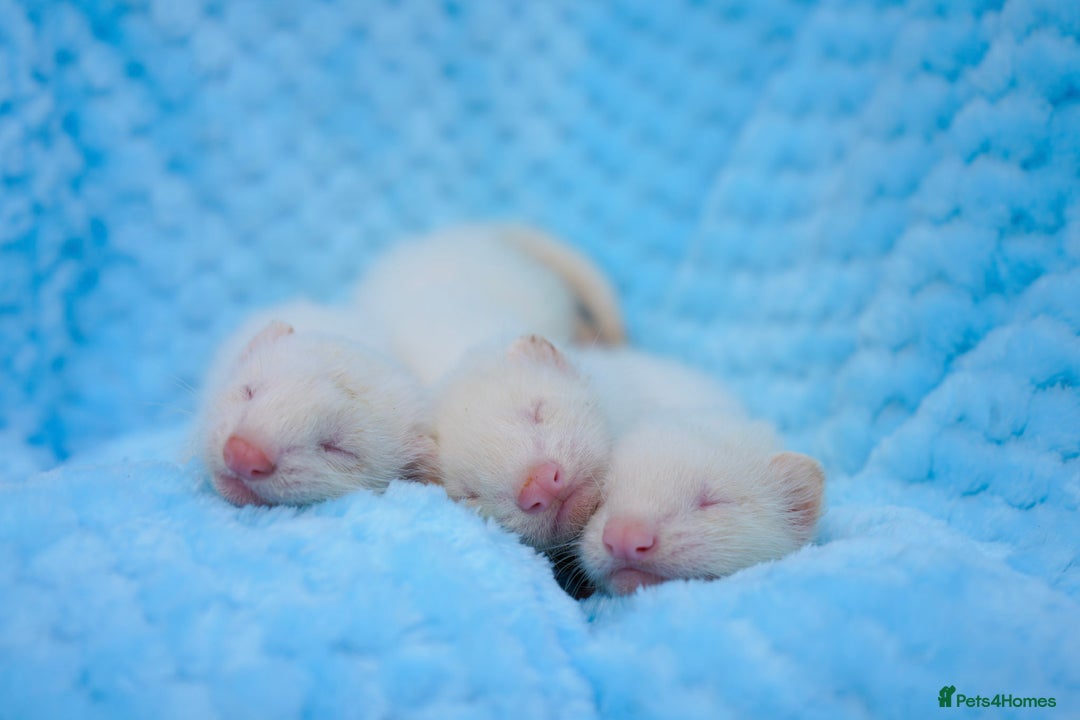 Ferret rodents for sale: Albino ferret kits  - Image 4