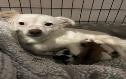 Mixed Breed dogs for sale: 3 puppies ready 21st November  - Image 11