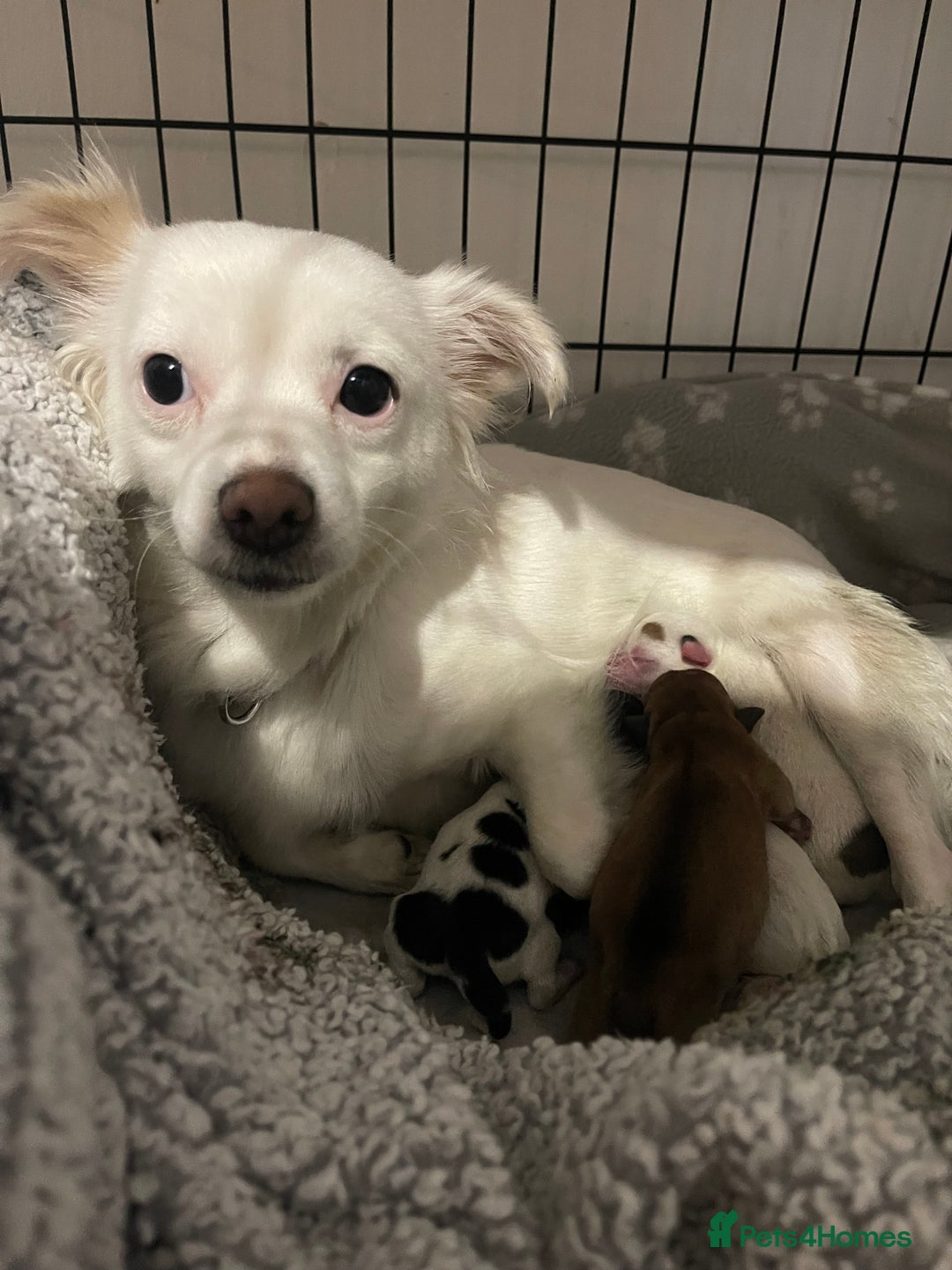 Mixed Breed dogs for sale: 3 puppies ready 21st November  - Image 11