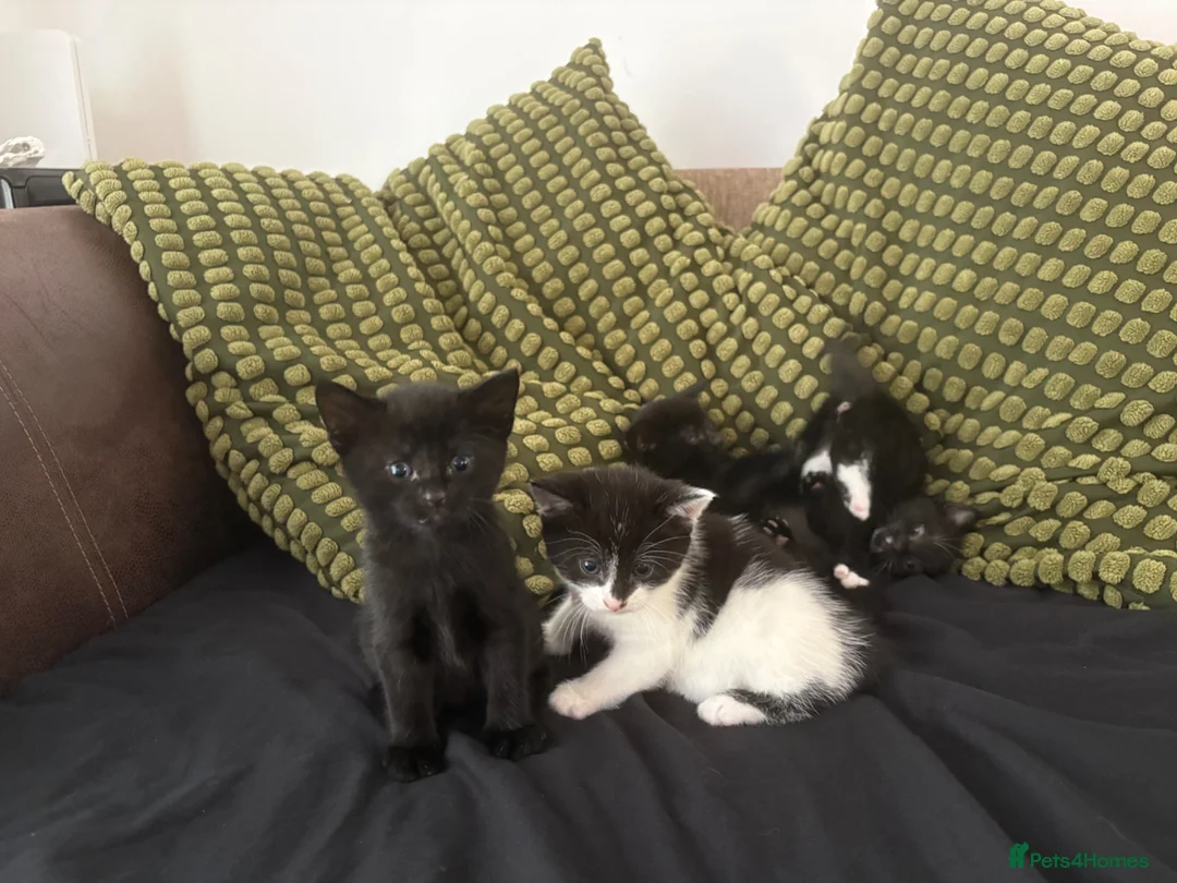 Mixed Breed cats for sale: 2 kittens left! - Advert 1