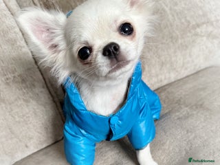 Chihuahua dogs KC white LC chihuahua puppy show line - Advert 12