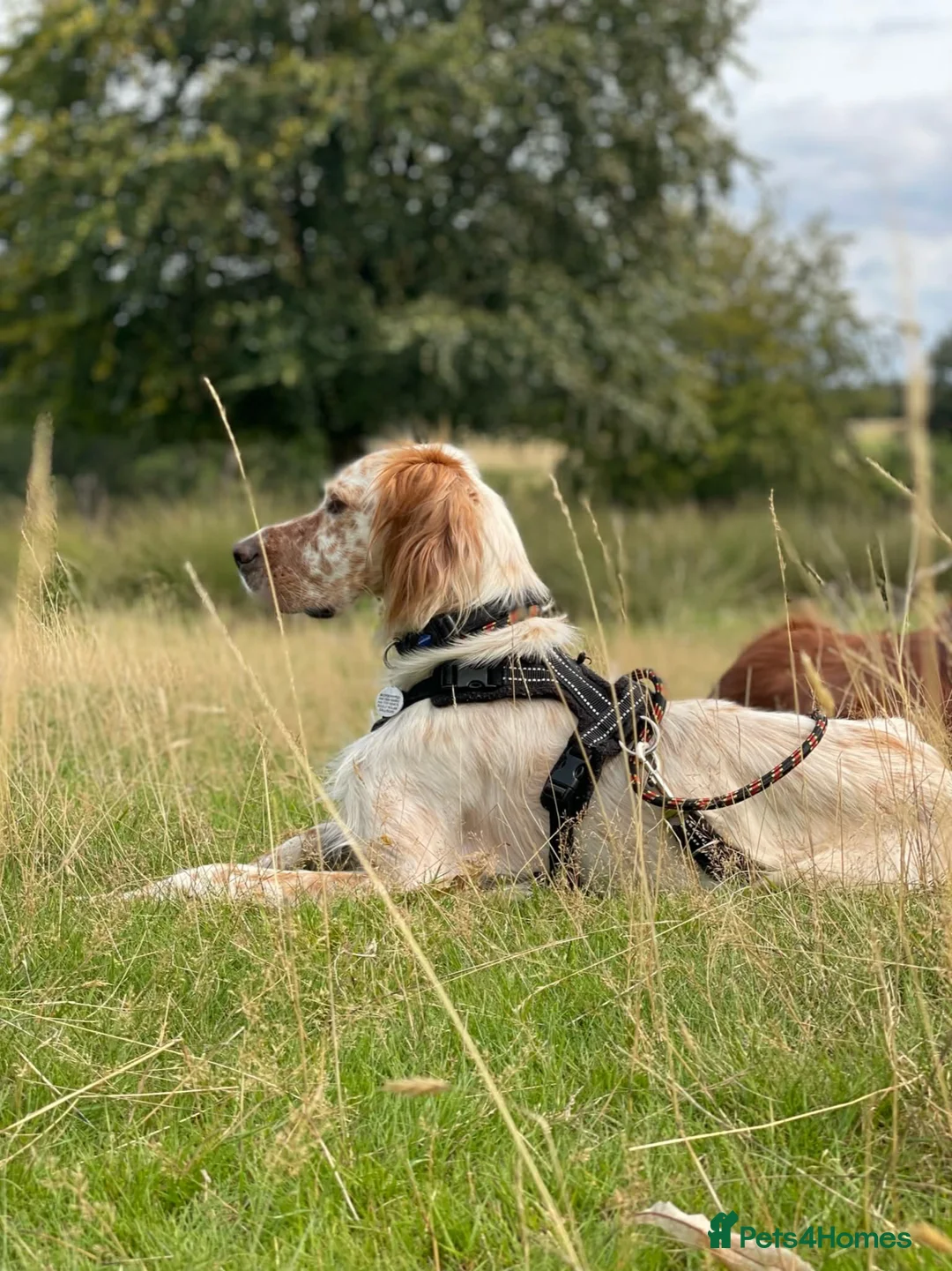 English Setter dogs for sale: Bonnie needs a calm and dedicated home - Advert 1