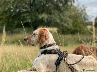 English Setter dogs Bonnie needs a calm and dedicated home - Advert 2