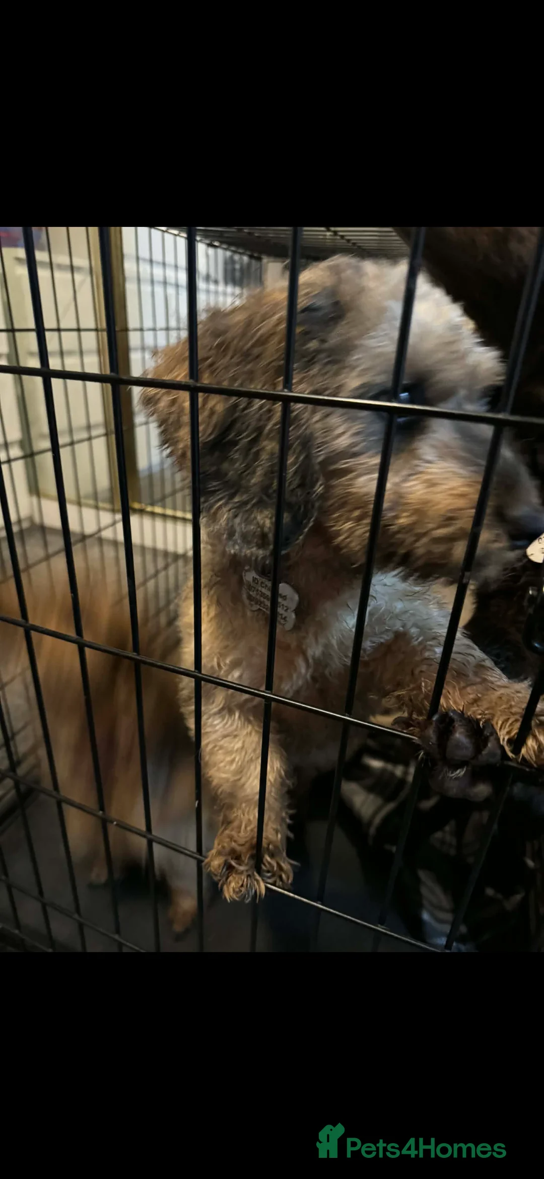 Mixed Breed dogs for sale: Rehoming for a fee my beautiful Lottie cookie  - Advert 2