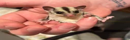 Sugar Glider rodents for sale: Male and female sugar gliders in Poulton-le-Fylde - Advert 7
