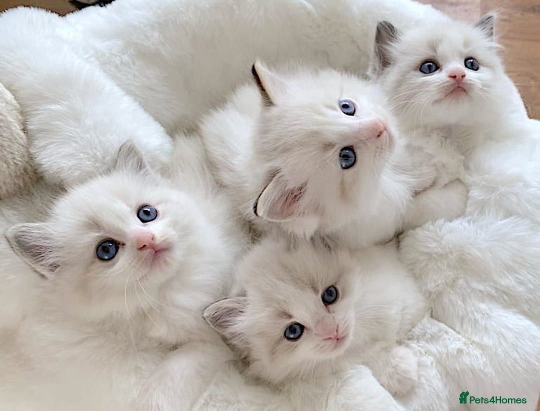 Ragdoll cats for sale: INDOOR FULL PEDIGREE RAGDOLL KITTENS - Advert 2