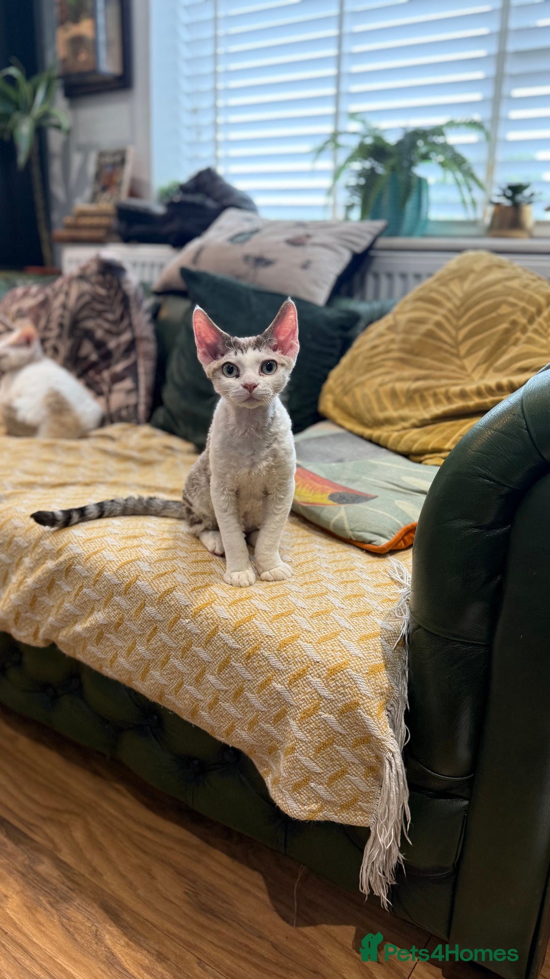 Devon Rex cats for sale: Fantastic quality GCCF boy  - Image 1