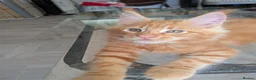 Maine Coon cats for sale: Maine Coons kittens  - Advert 5