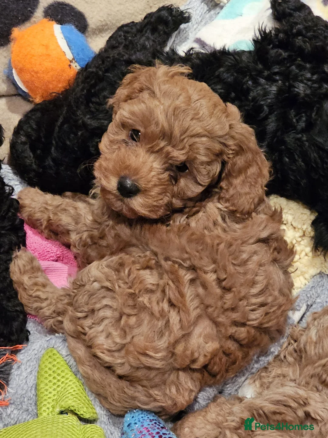 Cockapoo dogs for sale: Cockerpoo F1b Pups for sale (Ready to be rehomed) - Advert 29