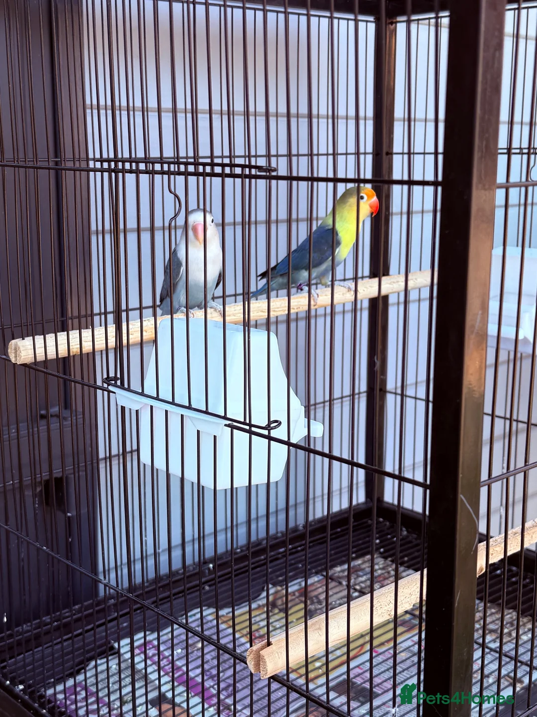 Lovebirds birds for sale: 4 lovebirds and cage  - Advert 2