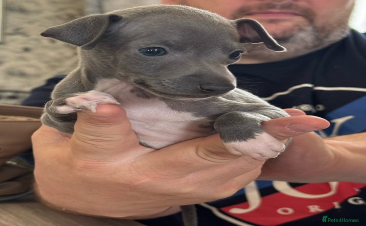 Italian Greyhound dogs - Advert 3